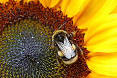 LafargeHolcim signs biodiversity agreement with FFI